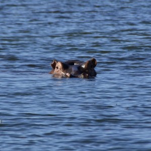 Hippo Bull, Lake Kariba