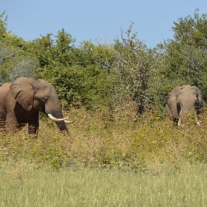 Ele Bulls, Omay North, Zimbabwe