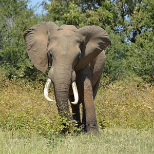 Ele Bull, Omay North, Zimbabwe