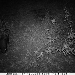 African Porcupine