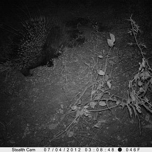 African Porcupine