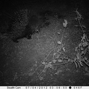 African Porcupine