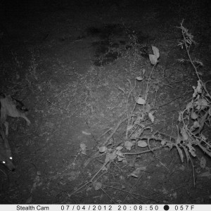 Black-Backed Jackal