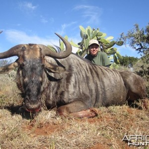 Blue Wildebeest