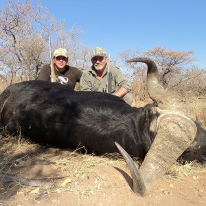 Cape Buffalo