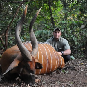 34 inch Bongo