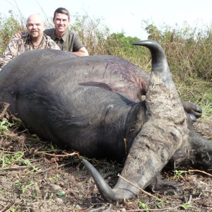 Excellent Central African Buffalo