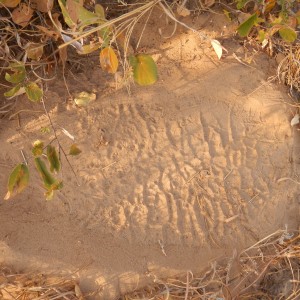 Elephant's FootPrint