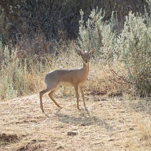 Damara Dik-dik Namibia