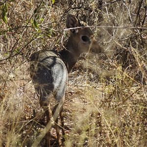 Damara Dik-dik Namibia