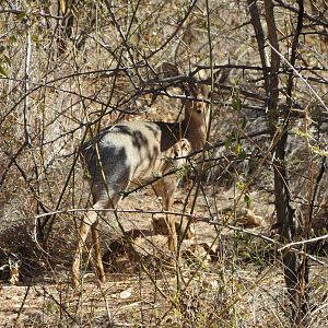 Damara Dik-dik Namibia