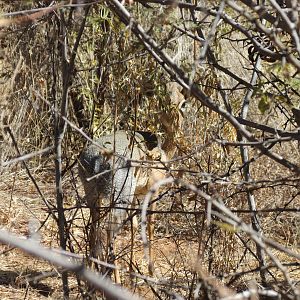 Damara Dik-dik Namibia