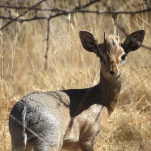 Damara Dik-dik Namibia