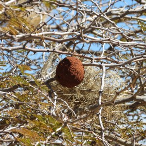 Wasp nest