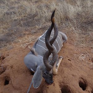 Lesser Kudu Tanzania