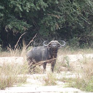 Buffalo Tanzania