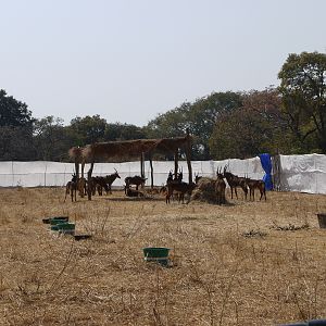 zambia, takeri august 2012