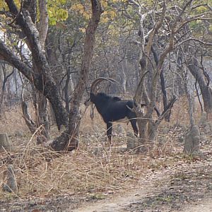 sable, zambia, takeri august 2012