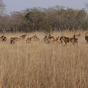 sable, zambia, takeri august 2012