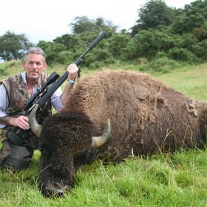 North American Bison - Taken in Liecester England