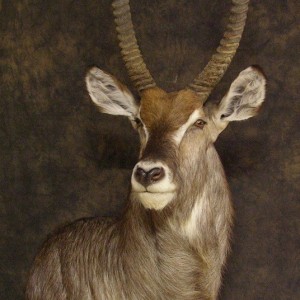 Waterbuck mount