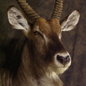 Waterbuck mount