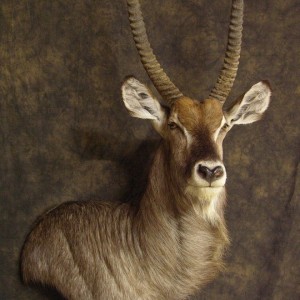 Waterbuck mount