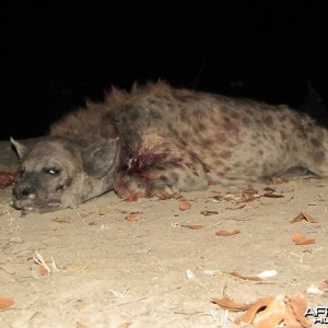 Hyena