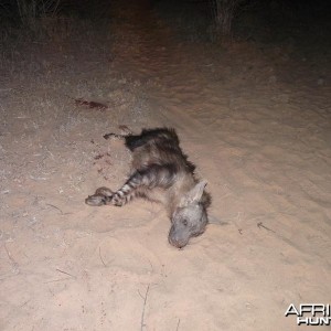 Brown Hyena