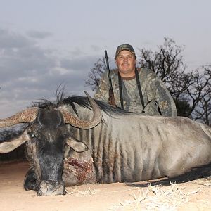 Wildebeest