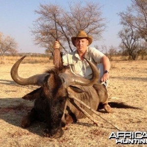 Blue Wildebeest - South Africa hunted with Tolo Safaris