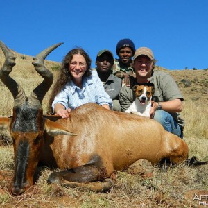 Red Hartebeest