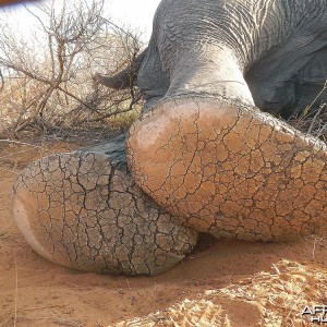 Old bull feet showing well worn sole and big deep cracks