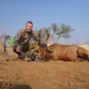 Hartebeest