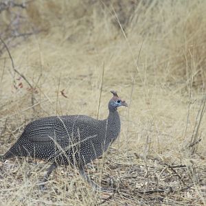 Etosha Guineafowl