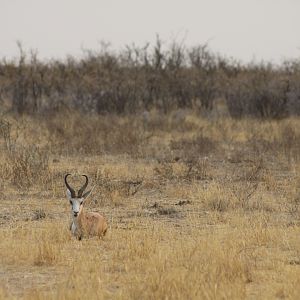 Etosha Springbok