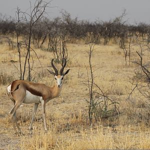 Etosha Springbok