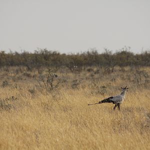 Etosha Secretary Bird