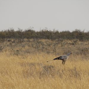 Etosha Secretary Bird