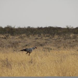 Etosha Secretary Bird