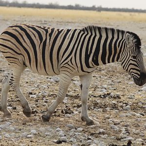 Etosha Zebra