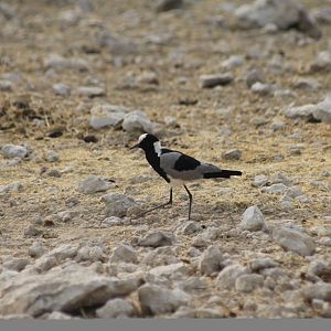 Etosha