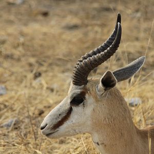 Etosha Springbok