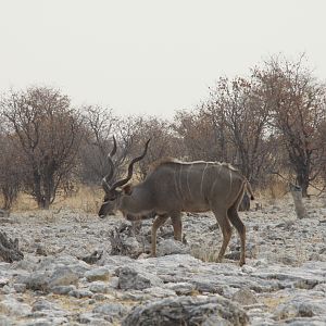 Etosha Kudu