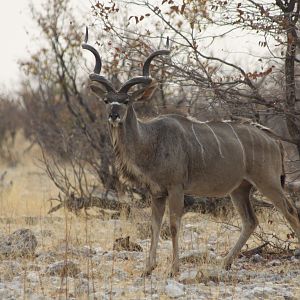 Etosha Kudu