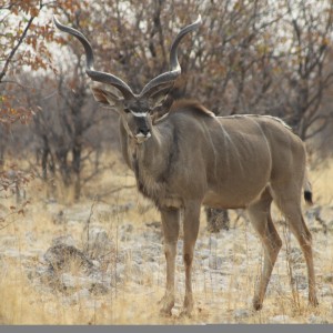 Etosha Kudu