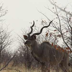 Etosha Kudu