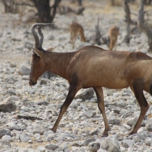 Etosha Hartebeest