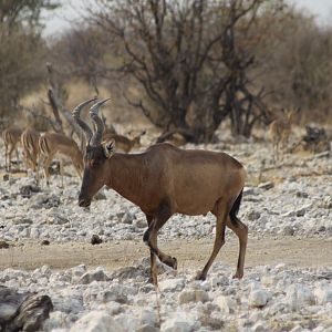 Etosha Hartebeest