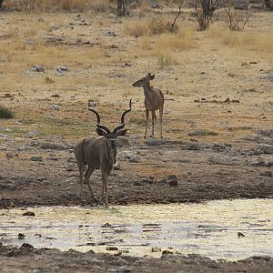 Etosha Kudu